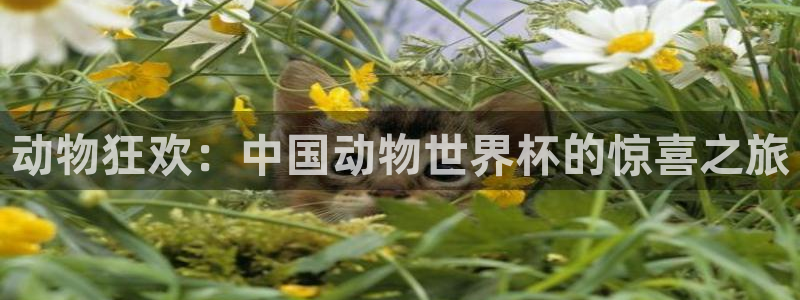 2026世界杯亚洲区预选赛:动物狂欢:中国动物世界杯的惊喜之旅
